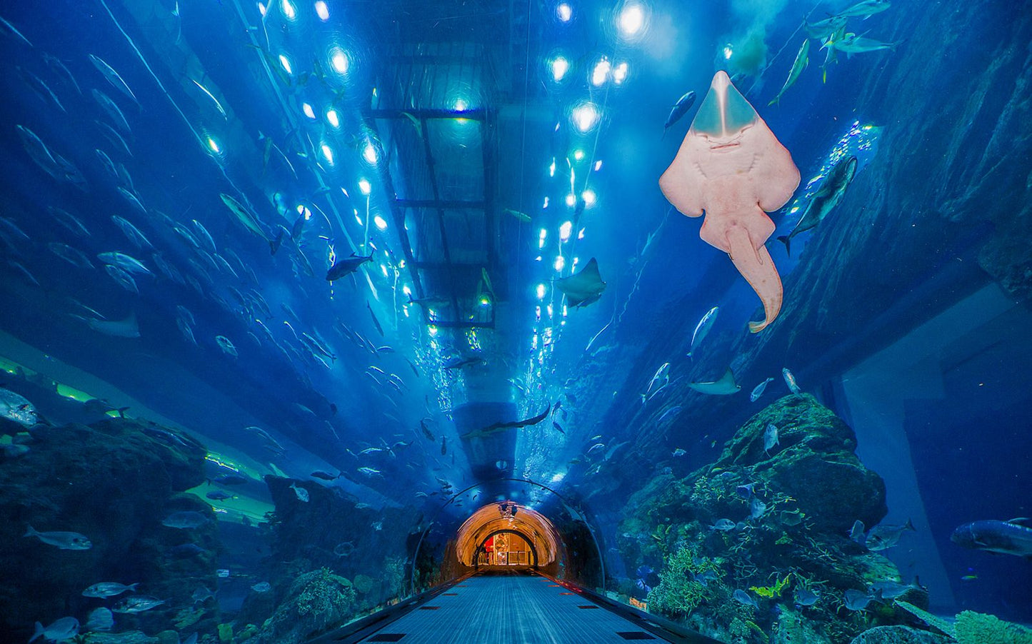 Dubai Aquarium & Underwater Zoo in Dubai Mall