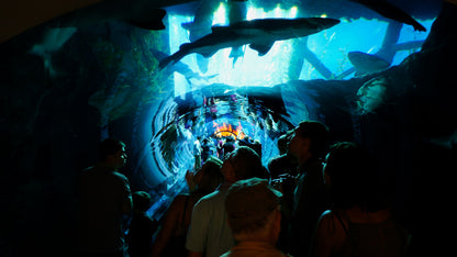 Dubai Aquarium & Underwater Zoo in Dubai Mall