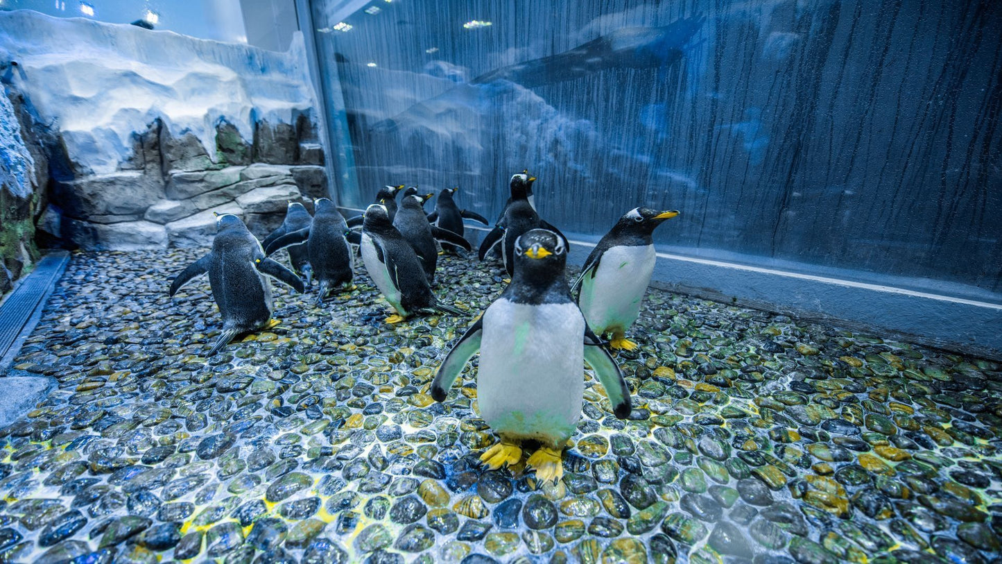 Dubai Aquarium & Underwater Zoo in Dubai Mall