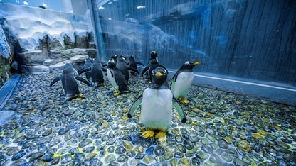Dubai Aquarium & Underwater Zoo in Dubai Mall